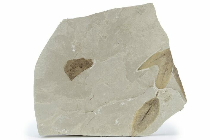 Fossil Leaf Plate - Green River Formation, Utah #218285